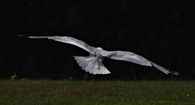 gull soaring